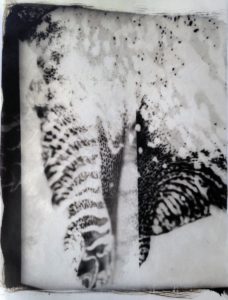 palladium print - abstract image of of a tiger tattoo with an iris by Alice Garik